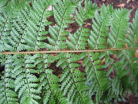 Tree Fern, Sassafras, Melbourne IV.jpg